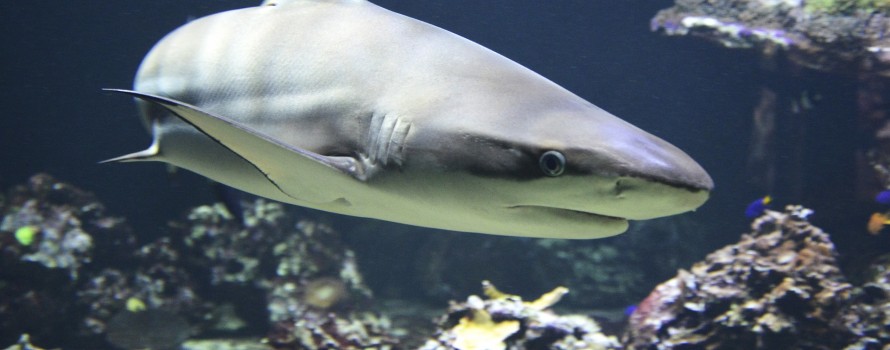 Closeup on shark swimming along rocky ocean floor